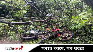 ধানমন্ডিতে ভেঙে পড়ল ৪০ বছরের পুরোনো মেহগনি গাছ—নারী আহত, ক্ষতিগ্রস্ত ৪টি গাড়ি