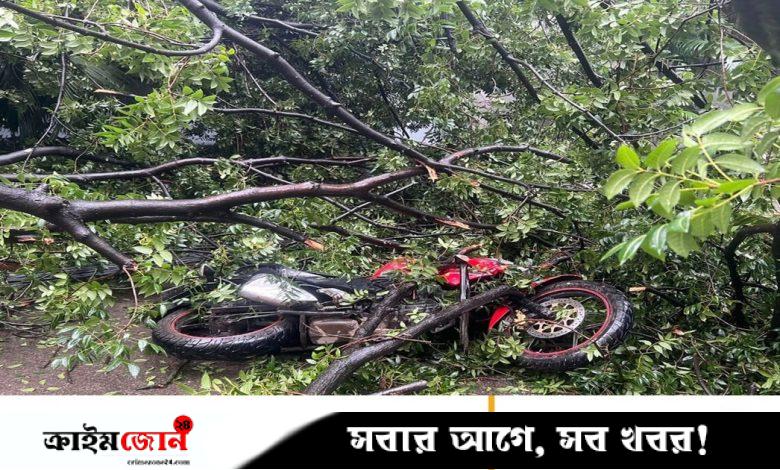ধানমন্ডিতে ভেঙে পড়ল ৪০ বছরের পুরোনো মেহগনি গাছ—নারী আহত, ক্ষতিগ্রস্ত ৪টি গাড়ি
