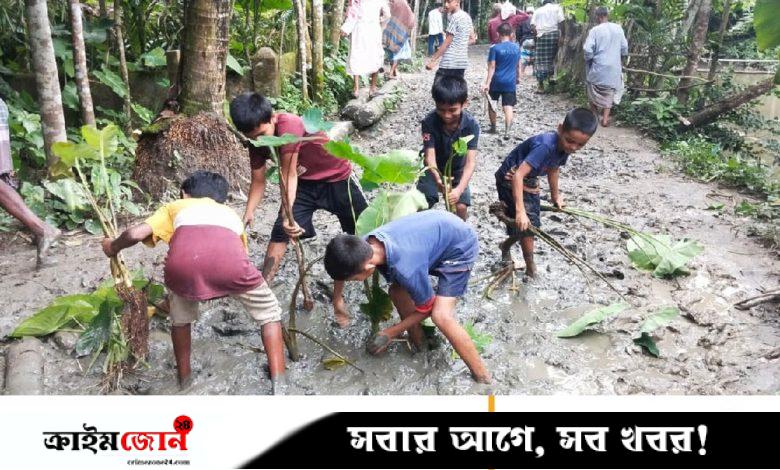 রাজাপুরে কর্দমাক্ত রাস্তায় কচুগাছ লাগিয়ে প্রতিবাদ