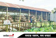 পোলট্রি বর্জ্যে দূষণ ও স্বাস্থ্যের ক্ষতি