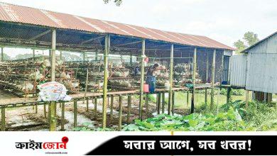 পোলট্রি বর্জ্যে দূষণ ও স্বাস্থ্যের ক্ষতি