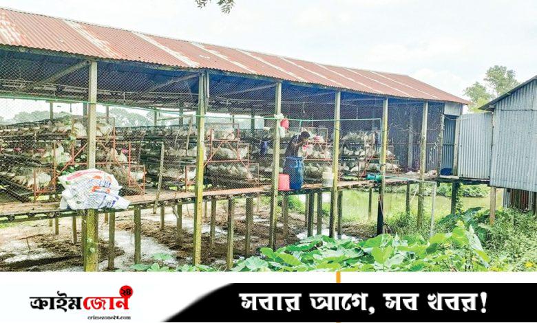 পোলট্রি বর্জ্যে দূষণ ও স্বাস্থ্যের ক্ষতি