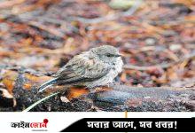 বর্ষায় নীড়হারা চবির পাখিরা