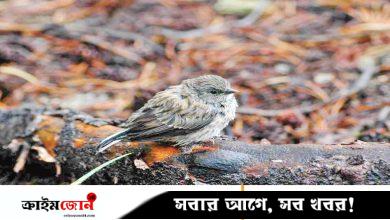 বর্ষায় নীড়হারা চবির পাখিরা
