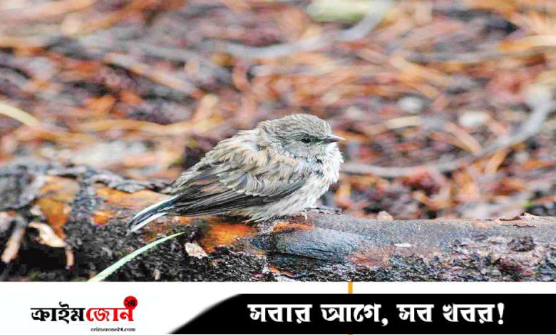 বর্ষায় নীড়হারা চবির পাখিরা