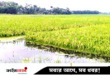 বৃষ্টি ও পাহাড়ি ঢলে ডুবছে আধা পাকা আউশ ধান, দুশ্চিন্তায় কৃষকেরা