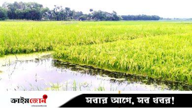 বৃষ্টি ও পাহাড়ি ঢলে ডুবছে আধা পাকা আউশ ধান, দুশ্চিন্তায় কৃষকেরা