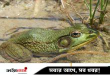 ত্বক দিয়ে শ্বাস নেয় ও পানি শোষণ করে ব্যাঙ, কীভাবে