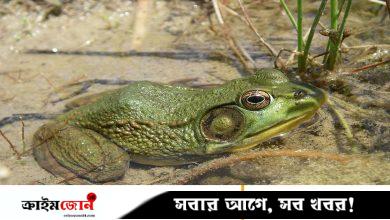 ত্বক দিয়ে শ্বাস নেয় ও পানি শোষণ করে ব্যাঙ, কীভাবে