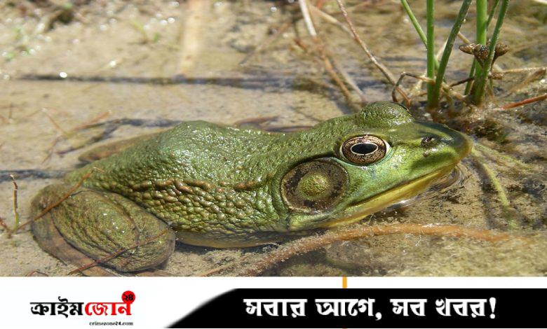 ত্বক দিয়ে শ্বাস নেয় ও পানি শোষণ করে ব্যাঙ, কীভাবে