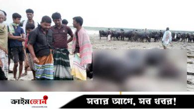 দৌলতপুরে বজ্রপাত ১১ মহিষের মৃত্যু, ভাসিয়ে দেওয়া হলো পদ্মায়