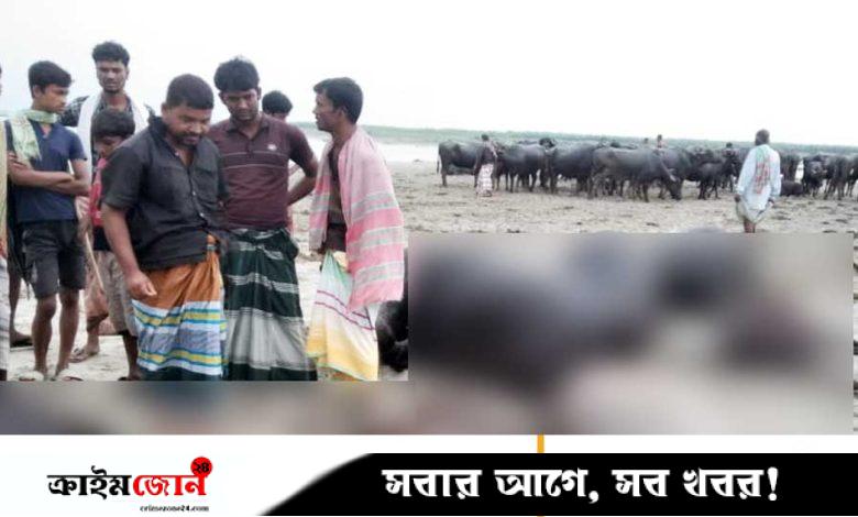 দৌলতপুরে বজ্রপাত ১১ মহিষের মৃত্যু, ভাসিয়ে দেওয়া হলো পদ্মায়