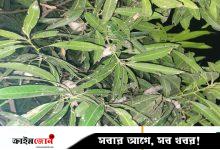 শহরের গাছে পাখিদের গ্রাম