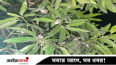 শহরের গাছে পাখিদের গ্রাম