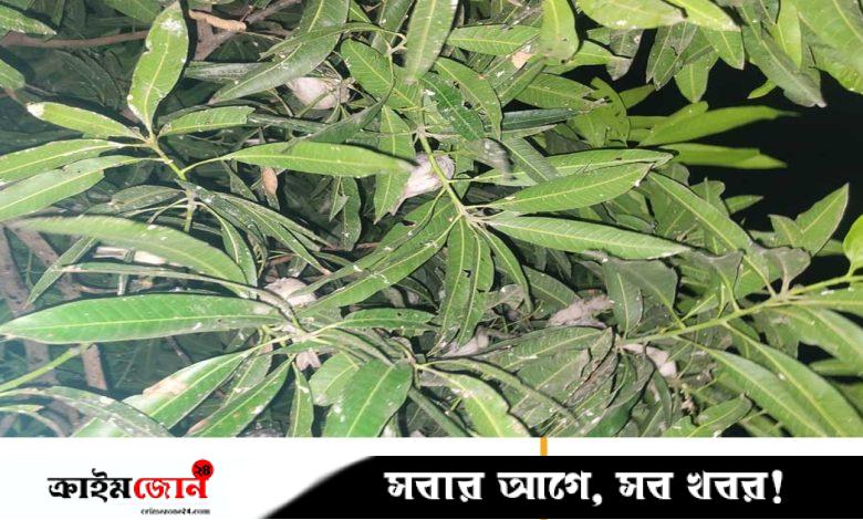 শহরের গাছে পাখিদের গ্রাম