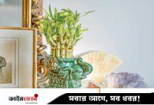 লাকি ব্যাম্বু ঘরে রাখলে কীভাবে যত্ন নেবেন