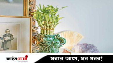 লাকি ব্যাম্বু ঘরে রাখলে কীভাবে যত্ন নেবেন
