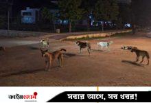 খুবি ক্যাম্পাসে বেওয়ারিশ কুকুরের উৎপাত, আতঙ্কে শিক্ষার্থীরা