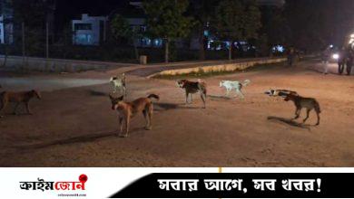 খুবি ক্যাম্পাসে বেওয়ারিশ কুকুরের উৎপাত, আতঙ্কে শিক্ষার্থীরা