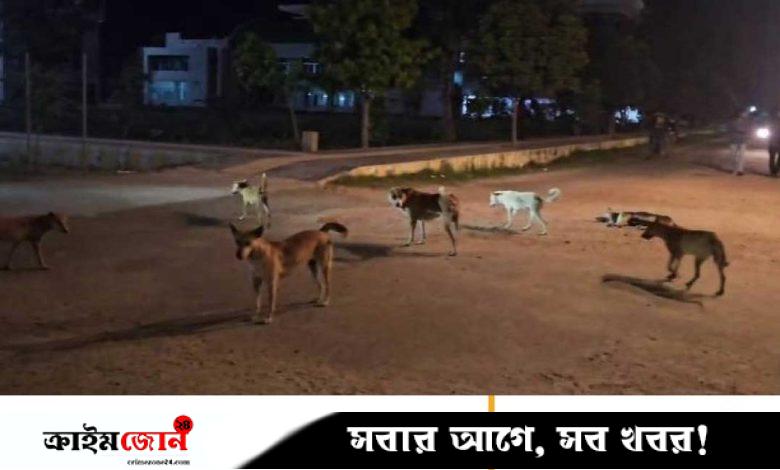 খুবি ক্যাম্পাসে বেওয়ারিশ কুকুরের উৎপাত, আতঙ্কে শিক্ষার্থীরা
