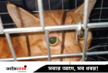 অনলাইনে বিড়ালকে নিষ্ঠুরভাবে নির্যাতন ও হত্যার ভিডিও, টাকা দিয়ে দেখছে মানুষ