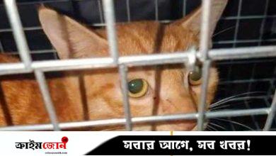অনলাইনে বিড়ালকে নিষ্ঠুরভাবে নির্যাতন ও হত্যার ভিডিও, টাকা দিয়ে দেখছে মানুষ