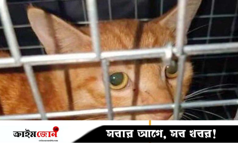 অনলাইনে বিড়ালকে নিষ্ঠুরভাবে নির্যাতন ও হত্যার ভিডিও, টাকা দিয়ে দেখছে মানুষ