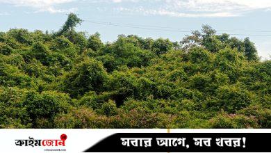 মৌলভীবাজারে কমেছে বৃক্ষ আচ্ছাদিত জায়গা
