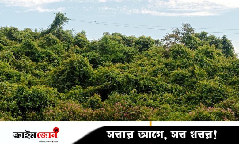 মৌলভীবাজারে কমেছে বৃক্ষ আচ্ছাদিত জায়গা