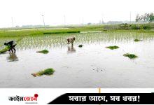 খরার পর স্বস্তির বৃষ্টি, আমন চাষিদের মুখে হাসি