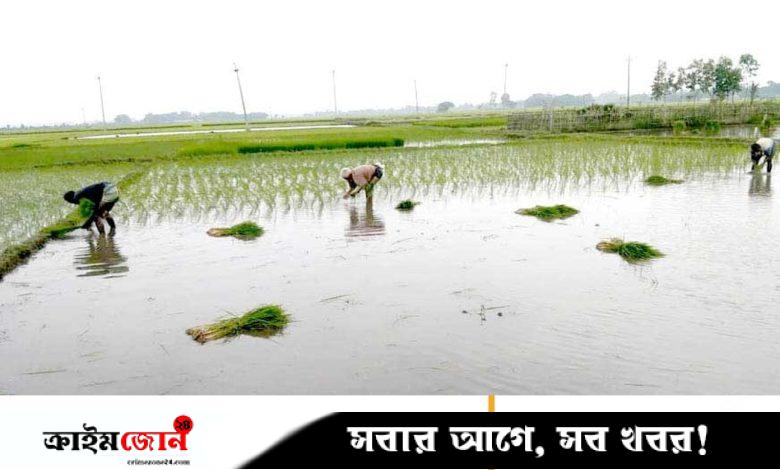 খরার পর স্বস্তির বৃষ্টি, আমন চাষিদের মুখে হাসি