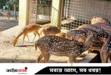 বরিশালে খাঁচা থেকে হরিণ উধাও
