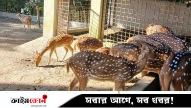 বরিশালে খাঁচা থেকে হরিণ উধাও