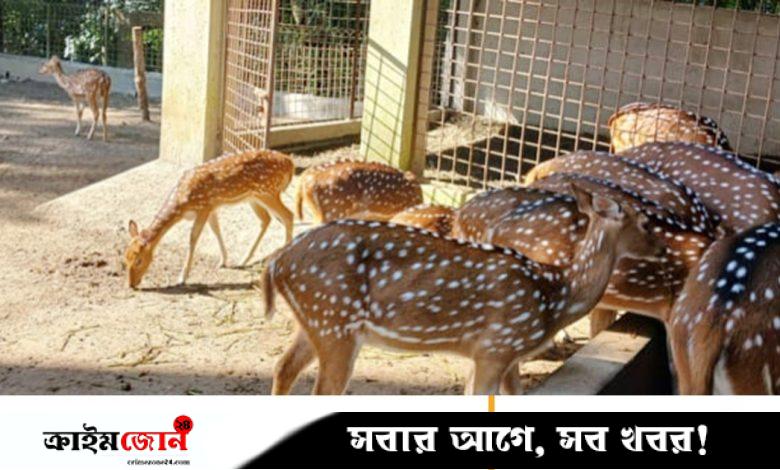 বরিশালে খাঁচা থেকে হরিণ উধাও