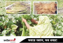 পিরোজপুরের কচুরিপানা রপ্তানি হচ্ছে ২৫ দেশে