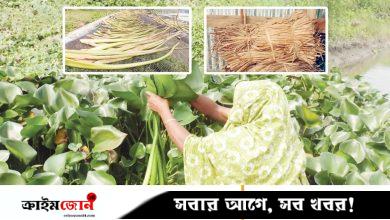 পিরোজপুরের কচুরিপানা রপ্তানি হচ্ছে ২৫ দেশে