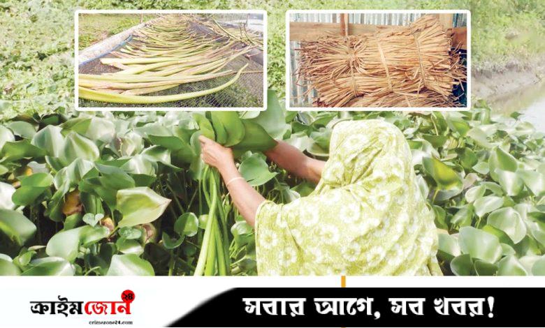 পিরোজপুরের কচুরিপানা রপ্তানি হচ্ছে ২৫ দেশে