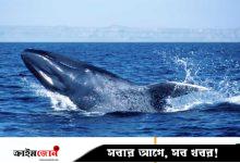 শান্ত হয়ে যাচ্ছে নীল তিমিরা, দুশ্চিন্তায় বিজ্ঞানীরা