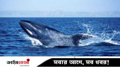শান্ত হয়ে যাচ্ছে নীল তিমিরা, দুশ্চিন্তায় বিজ্ঞানীরা