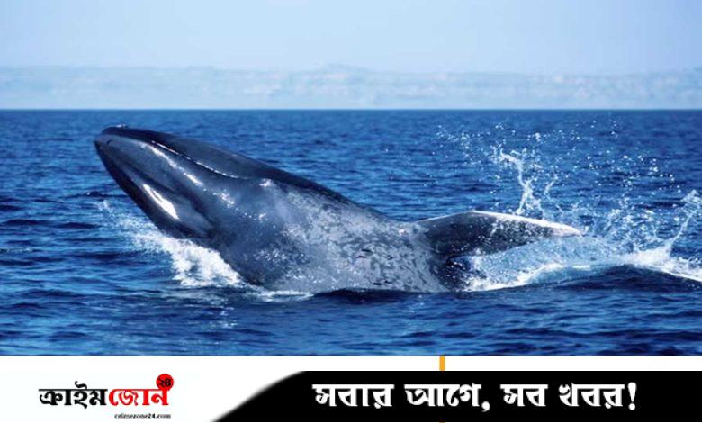 শান্ত হয়ে যাচ্ছে নীল তিমিরা, দুশ্চিন্তায় বিজ্ঞানীরা