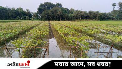 কোটচাঁদপুরে টানা বর্ষণে পানির নিচে অধিকাংশ আবাদি জমি