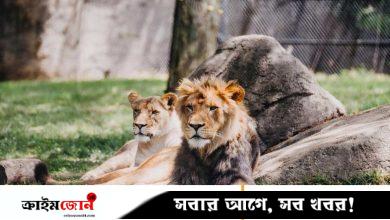 চিড়িয়াখানার বাঘ-সিংহকে খাওয়াতে পোষাপ্রাণী দান করার আহ্বান