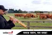 গরুদের জ্যাজ মিউজিক শোনাচ্ছেন যুক্তরাজ্যের কৃষকেরা, কিন্তু কেন