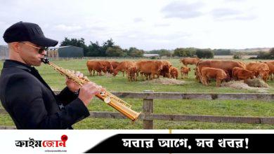 গরুদের জ্যাজ মিউজিক শোনাচ্ছেন যুক্তরাজ্যের কৃষকেরা, কিন্তু কেন