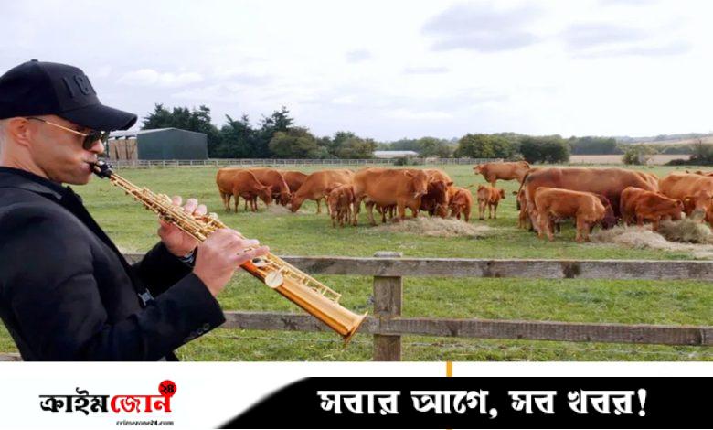 গরুদের জ্যাজ মিউজিক শোনাচ্ছেন যুক্তরাজ্যের কৃষকেরা, কিন্তু কেন