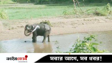 নাইক্ষ্যংছড়ি সীমান্তে স্থলমাইন বিস্ফোরণে পায়ের গোড়ালি উড়ে গেল বন্য হাতির