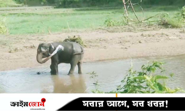 নাইক্ষ্যংছড়ি সীমান্তে স্থলমাইন বিস্ফোরণে পায়ের গোড়ালি উড়ে গেল বন্য হাতির