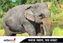 গারো পাহাড়ে হাতির সংকটময় জীবন