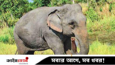 গারো পাহাড়ে হাতির সংকটময় জীবন