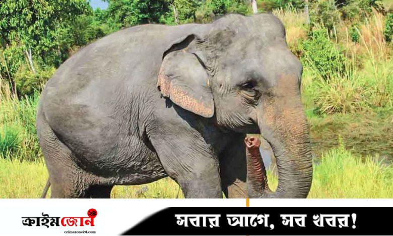 গারো পাহাড়ে হাতির সংকটময় জীবন